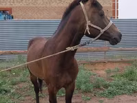 At, Kazakh horse — foto 3