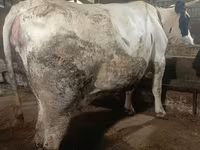 İnək, Simmental cattle — foto 3