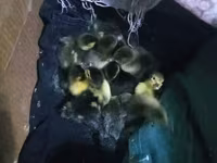 Ducks — photo 1