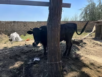 Cow, Cattle — photo 4