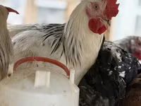 Chickens — photo 8