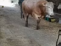 Buğa, Blonde d’Aquitane cattle — foto 1