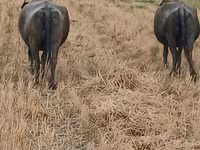 गाय, अफ्रीकी भैंस — फ़ोटो 4