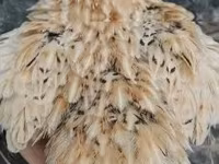 Quails — 照片 2