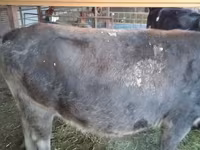 Vaca, Ganado vacuno — foto 2