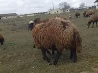 كبش, الأغنام — الصورة 4