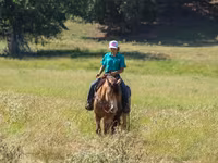 At, Gypsy horse — foto 6