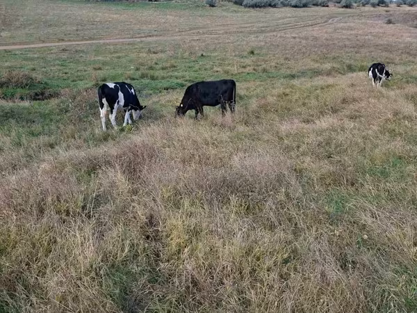 Krava, Russian Black pied cattle