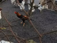Chickens — photo 1