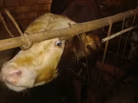 牛只（批次，未指定性别）, Cattle — 照片 1