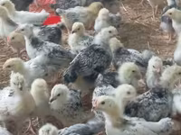Chickens — photo 5