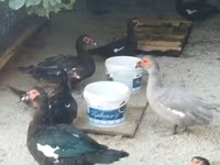 Domestic Muscovy — photo 8