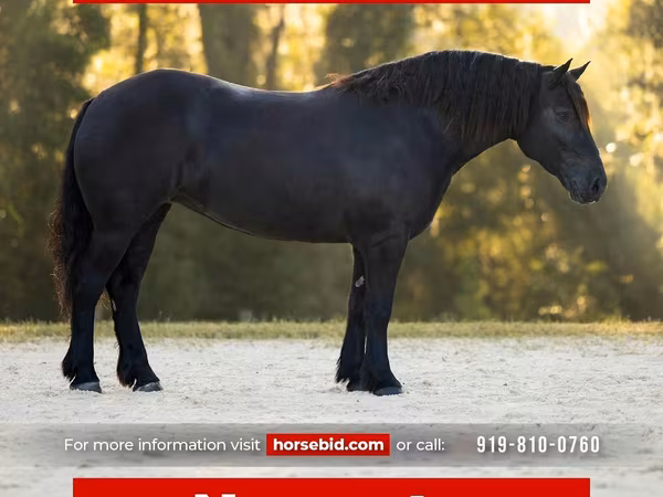 فرس, Percheron