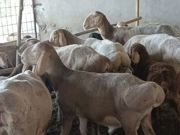 Qoyun, Arashan sheep