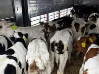 Toro, Simmental cattle — foto 3