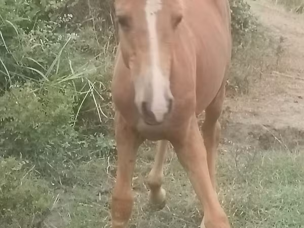 At, Azerbaijan horse