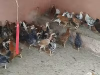 Chickens — photo 7