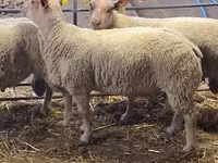 كبش, Charollais sheep — الصورة 4