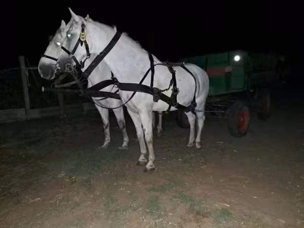 Kůň, Koně