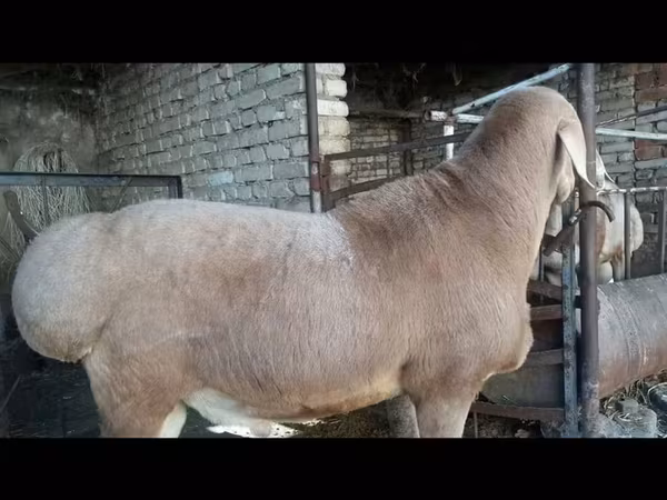 Beran, Ovce