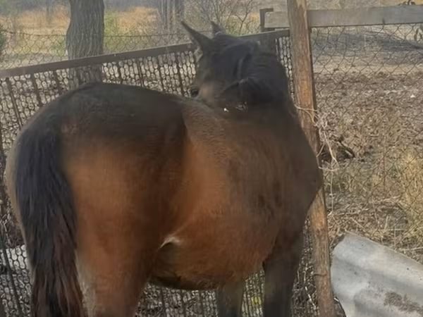 Yegua, Caballos