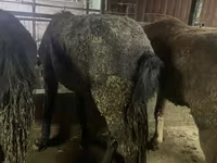 At, Yakutian horse — foto 2