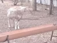 Baran, Cerry Hill sheep — zdjęcie 3