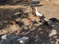 مالينس — الصورة 7