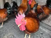 Chickens — Foto 1