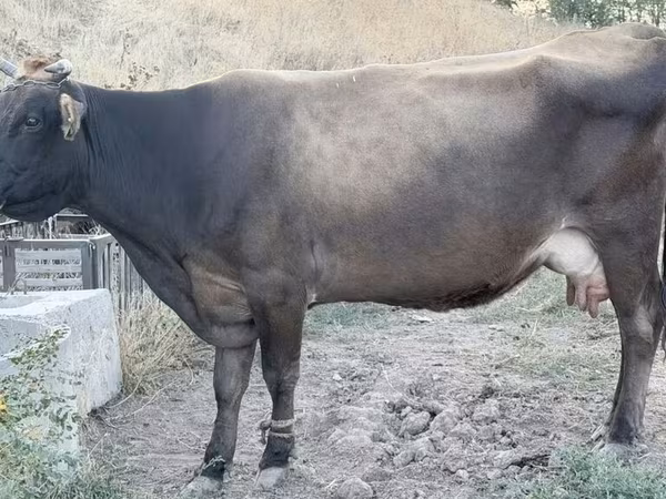 İnək, Mal-qara