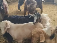 Goat, Goats — photo 6