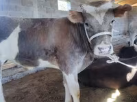 Bull, Brown Mountain — photo 4