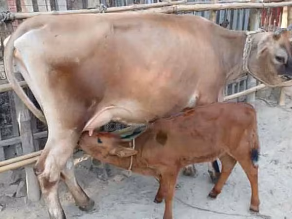母牛, Jersey breed