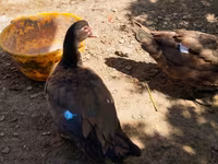 Ducks — photo 5