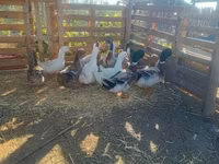 Geese — الصورة 2