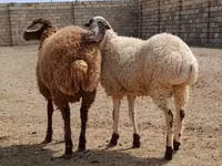 Qoyunlar (partiya, cinsi göstərilməyib), Qoyunlar — foto 3
