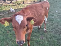 Cow, Holstein breed — photo 4