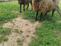 Sheep, Sheep — photo 4