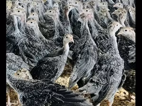 Turkeys — Azerbaijan