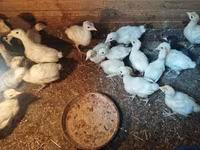 Turkeys — photo 2