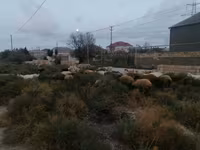 Ovejas (lote, sexo no especificado), Ovejas — foto 2