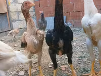 Chickens — photo 6