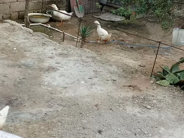German Pekin