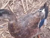 Ducks — Foto 4