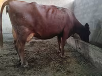 بقرة, Red Estonian cattle — الصورة 1