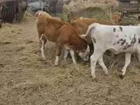 Skot (série, pohlaví neuvedeno), Simmental cattle — foto 5