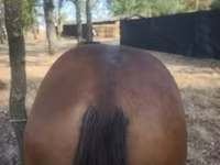 Horse (M), Horses — photo 3