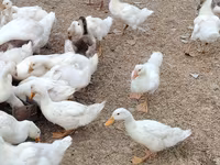 German Pekin — photo 2