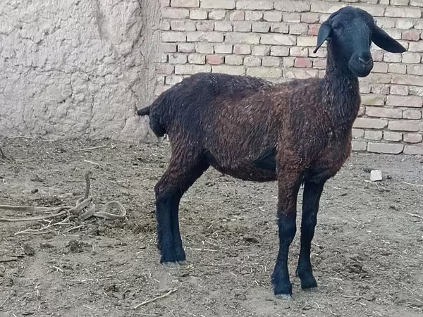 भेड़, भेड़