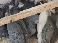 Guinea fowl — 照片 3